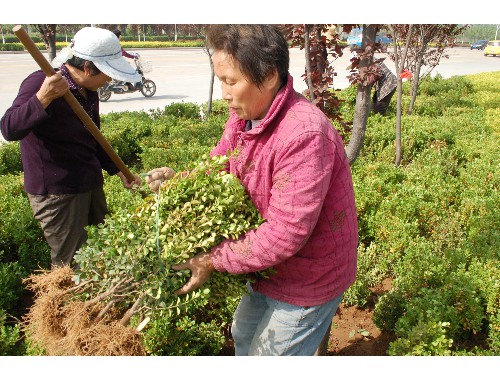 博鱼boyu体育官方平台：乌鲁木齐城市绿化条例最新